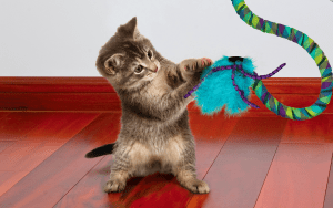 baby cat standing up playing with toy on red floor
