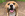 zeer gelukkig bruin hond