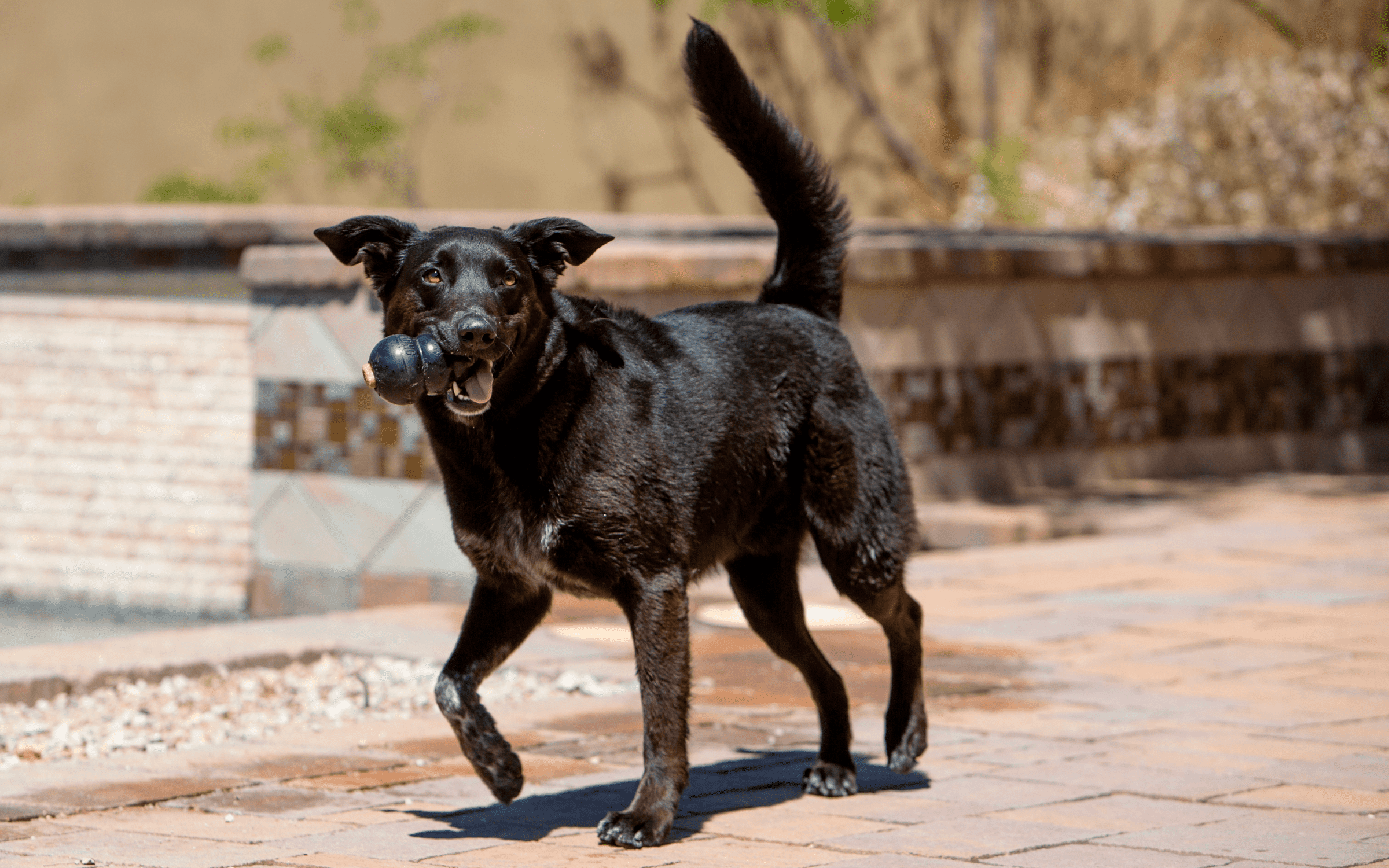 zwarte hond rennend met speelgoed