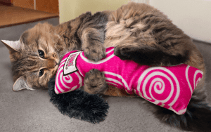 Cat playing with pink KONG toy