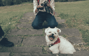 dog smiling with owner having a camera about to take a picture