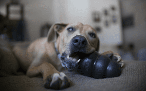 puppy not interested in kong