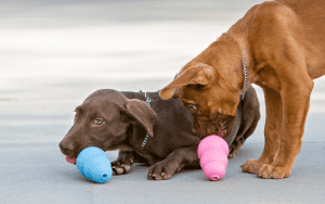 puppy not interested in kong