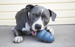 are dog kongs dishwasher safe