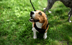 smiling brown and white dog on leash