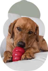 Dog enjoying a Classic Kong