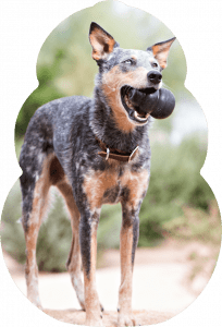 Black and Brown dog holding a black KONG extreme