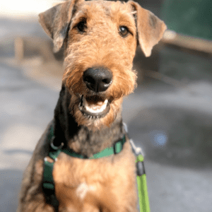 cão castanho com trela verde