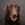 Kopfbild eines braunen Hundes mit grauem Hintergrund.