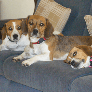 Three black, white and brown dogs on a couch