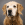 Cane marrone e dorato che guarda la telecamera con sfondo grigio.