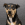 Photo de tête d'un chien noir, marron et blanc.