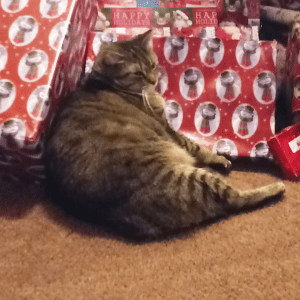 A brown cat sitting in front of several wrapped Christmas presents.