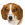 Kopfoto van bruin-witte beagle.