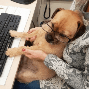 Um pequeno cão castanho sentado no colo de uma pessoa numa secretária de escritório com patas num teclado e usando óculos.