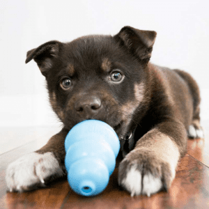 Black and brown puppy sitting on a wood floor with a blue Puppy KONG toy.