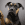 Kopfbild eines schwarz-braunen Hundes.