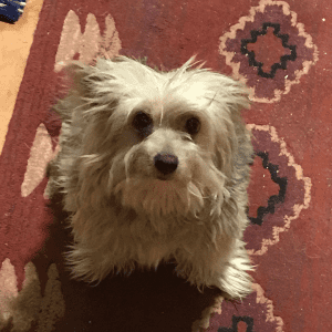 En lille hvid hund sidder på et rødt tæppe og kigger ind i kameraet.