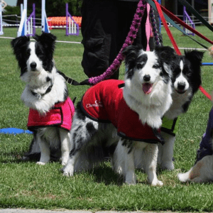 Three black and white doogs on leashes in a dog play area.