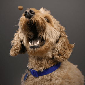 Um cão castanho de coleira azul com a boca aberta pronto a apanhar uma guloseima KONG.