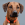 bruin hond met een oranje halsbandjes