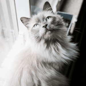 Gray and white Kitty