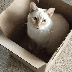 Um gato branco sentado dentro de uma caixa de cartão aberta.