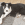 A black and white dog laying on a black and gray rug looking into the camera.
