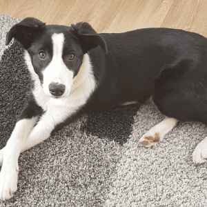 En sort og hvid hund ligger på et sort og gråt tæppe og kigger ind i kameraet.