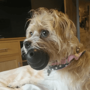 A brown dog sitting on a bed with a KONG Extreme toy in its mouth.