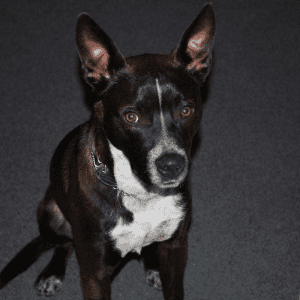 Un cane bianco e nero seduto sull'attenti su un tappeto grigio.