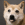 Kopfoto van witte en bruine hond met uitgestoken tong.
