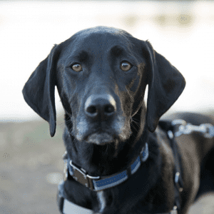 Tiro à cabeça de um cão preto numa coleira de cadáver.