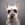 Photo de tête d'un chien blanc avec des cercles noirs dans les yeux.