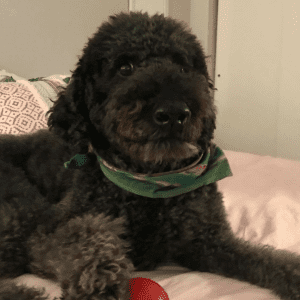 Um cão preto deitado sobre uma cama rosa com um brinquedo KONG em pata.