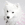 Kopfbild eines kleinen weißen Hundes.