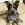 Ein kleiner schwarzer, brauner und weißer Hund, der auf einem Fliesenboden im Inneren sitzt.