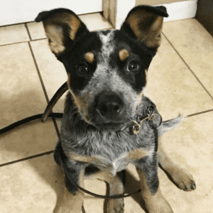 A small black, brown, and white dog sitting on a tile floor inside.