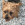 En lille brun og sort hund står udenfor og slikker med tungen i munden.