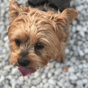 En lille brun og sort hund står udenfor og slikker med tungen i munden.