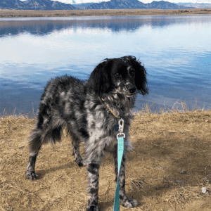 Um cão preto e branco sobre uma trela azul em pé em frente a um lago ao ar livre.