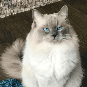 Um gato branco de olhos azuis sentado sobre um chão de madeira escura.