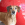 Barna kutya szürke egy óriási vörös KONG mellett.