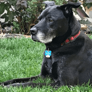 Black dog with red collar