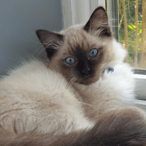 Um gato branco e castanho sentado a uma janela no interior contra uma parede azul.