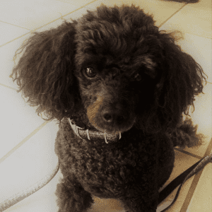 Un chien noir assis sur un carrelage blanc à l'intérieur.