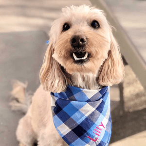 Un piccolo cane bianco seduto all'aperto che indossa un fazzoletto a scacchi blu e bianchi con il nome