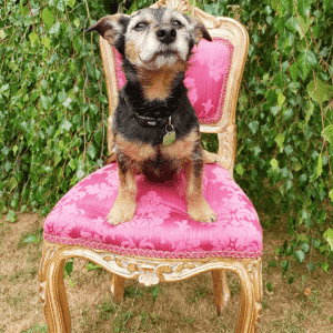 Un petit chien brun et noir assis à l'extérieur sur une chaise fantaisie dorée avec un rembourrage rose.