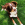 A brown and white dog laying in the grass outdoors.