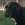 Um cão preto num quintal em frente a uma vedação de madeira, olhando para além da câmara.